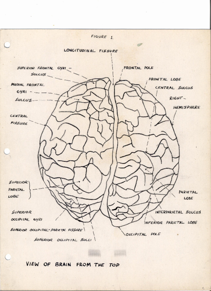 An Anatomical Study of the Human Brain Miniaturansicht
